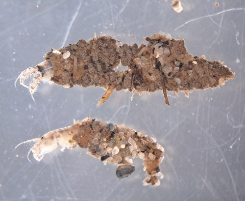 Monocorophium insidiosum
