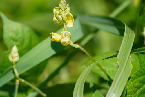 Image of Vigna angularis by (c) WATANABE Hitoshi 渡辺仁, some rights reserved (CC BY)