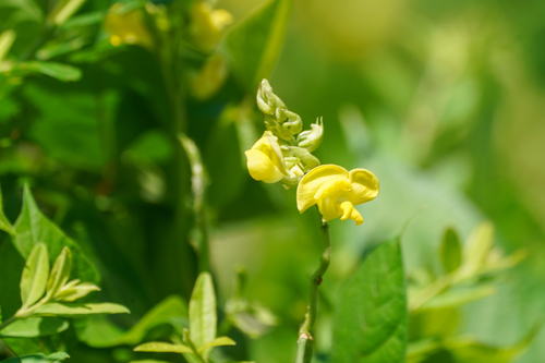 Image of Vigna angularis by (c) WATANABE Hitoshi 渡辺仁, some rights reserved (CC BY)