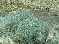 Artemisia cana
