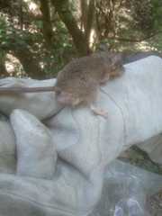 Peromyscus pectoralis