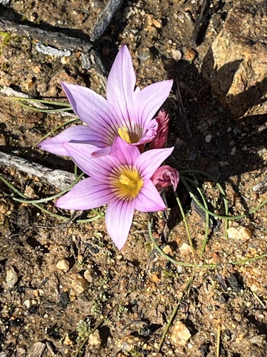 Image of Romulea namaquensis by (c) Dave U, some rights reserved (CC BY-SA)