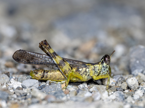 China mantispoides (Walker, 1870)