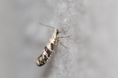 Argyresthia austerella