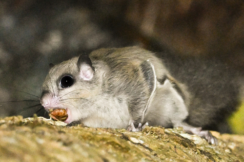 Sipora Flying Squirrel (Hylopetes sipora) — Endangered Mammalia