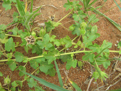 Gossypium herbaceum image