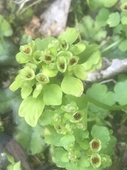 Chrysosplenium tetrandrum