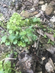 Chrysosplenium tetrandrum