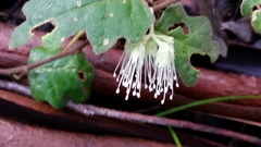 Chorilaena quercifolia