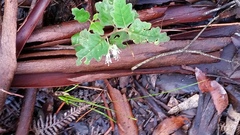 Chorilaena quercifolia