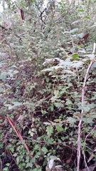 Chorilaena quercifolia