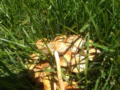 Marasmius oreades