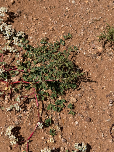 Image of Euphorbia serrula by (c) CK2AZ, some rights reserved (CC BY)