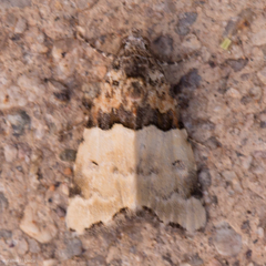 Cobubatha dividua