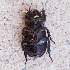 Hemiphileurus illatus