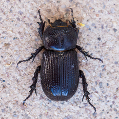 Hemiphileurus illatus