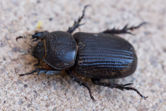 Hemiphileurus illatus