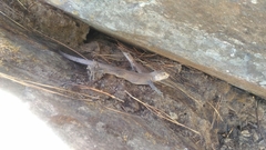 Laudakia tuberculata