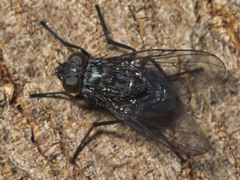 Helina australasiae