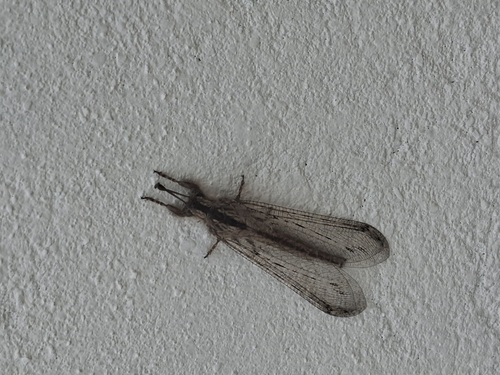 Centroclisis misera