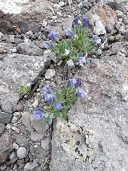 Scutellaria sapphirina