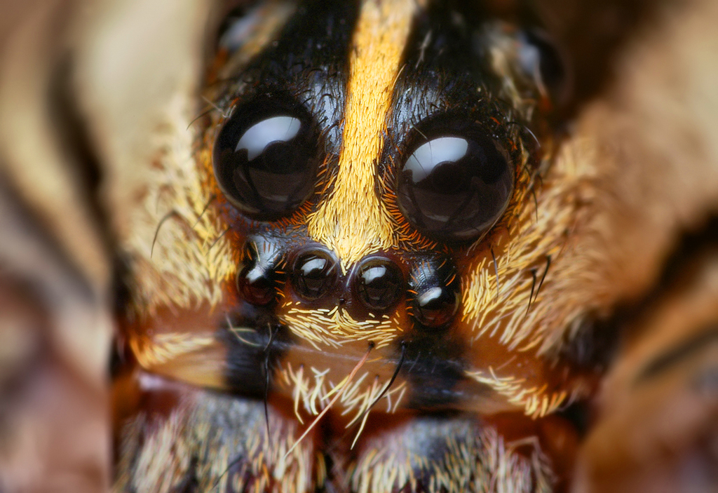 Rabid Wolf Spider - Rabidosa rabida 