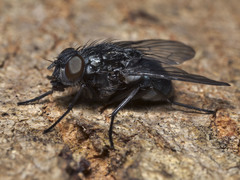 Helina australasiae