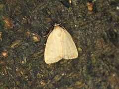 Anachrostis