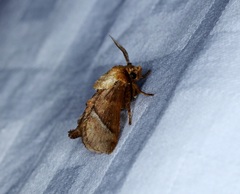 Birthamula rufa