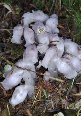 Monotropastrum humile