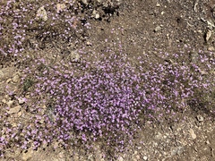 Gilia ochroleuca