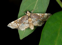 Omphisa anastomosalis