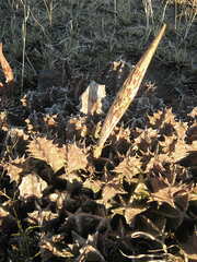 Ceropegia zebrina image