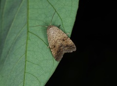 Athetis bremusa
