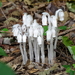 Ghost Pipes - Photo (c) Charlotte, some rights reserved (CC BY-NC), uploaded by Charlotte Bill