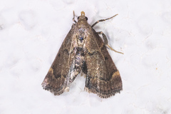 Hypsopygia phoezalis