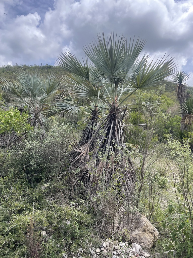 Brahea calcarea