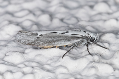 Ethmia semitenebrella