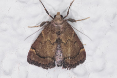 Hypsopygia phoezalis