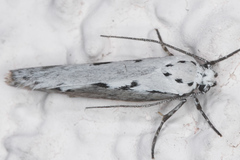 Ethmia semitenebrella