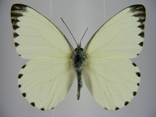 Sabine Albatross