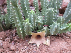 Huernia longituba