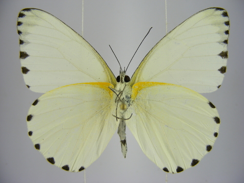 Sabine Albatross