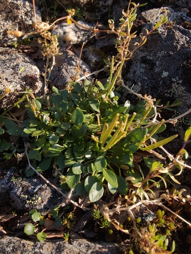 Image of Cardamine bellidifolia by (c) Michael D. Pirie, some rights reserved (CC BY)