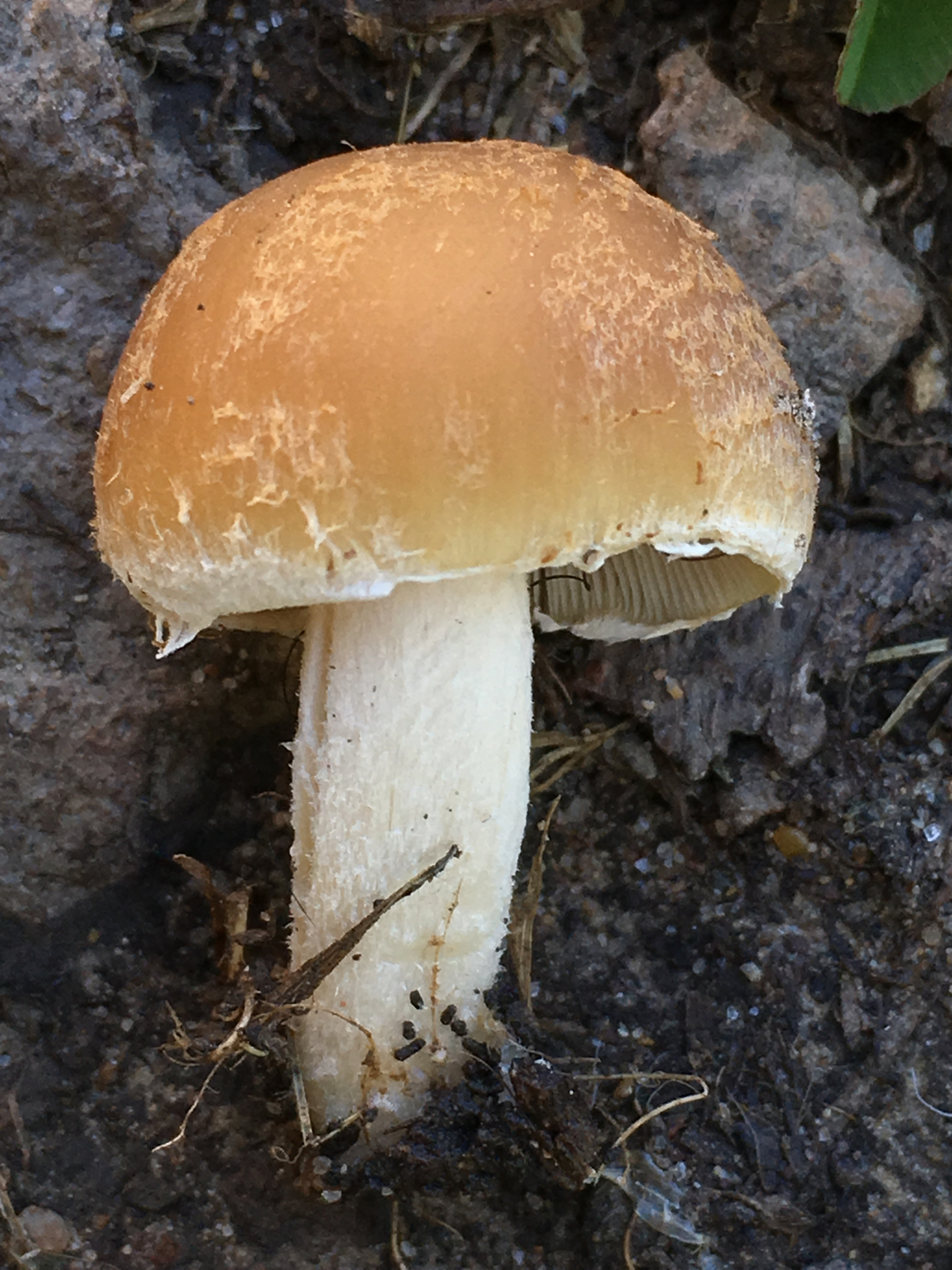Psathyrella candolleana image
