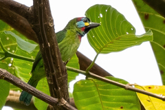 Bornean Barbet photo 1