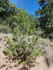 Pinus cembroides