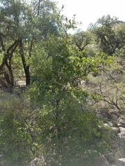 Quercus emoryi