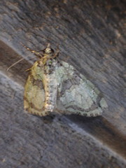 Hydriomena renunciata
