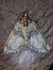 Hydriomena renunciata